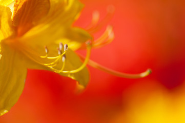 closeup yellow flower. floral spring background. picture with soft focus
