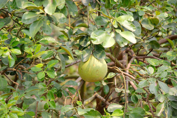 pomelo on tree in organic farm