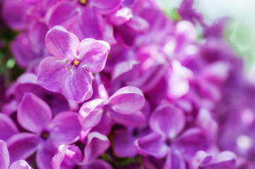Fototapeta na wymiar closeup ultraviolet flower. floral spring background. picture with soft focus
