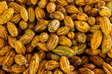 Cocoa beans and cocoa pod on a wooden surface