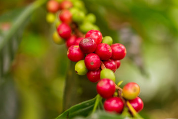 Coffee beans ripening on tree in North of thailand