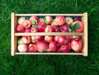 Basket of Ripe Apples on Lush Green Grass From Above