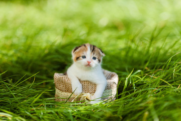 cat, kitten, animal, cute, kittens, fur,  small, young,  kitty, blue, baby, animals, eyes, portrait, fluffy, little