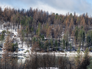 Section of forrest effected by camp fire