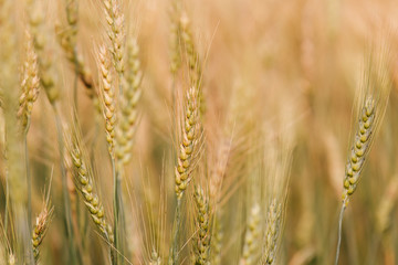 Barley Field in Sunset