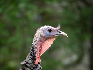 Close Up of the Head of a Tom Turkey