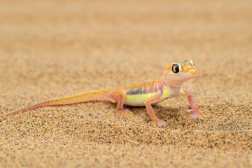 Namib Sand Gecko - Pachydactylus rangei, beautiful small gecko endemic in southwest Africa, Namib...