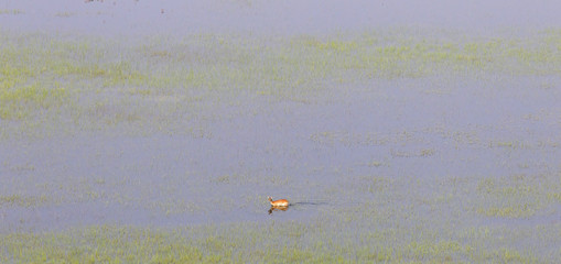 Waterbuck in the Okavango