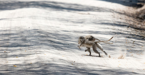 Monkeys running to the other side of the road