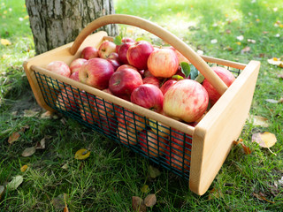 Freshly Picked Apples in a Wood and Wire Basket