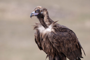 Cinereous Vulture Birds