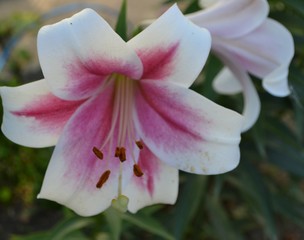 closeup of pink flower