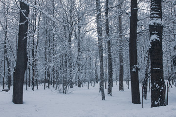 winter landscape in the Park