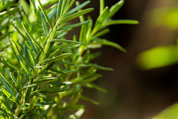 Fresh Rosemary Herb grow outdoor. Rosemary leaves Close-up.