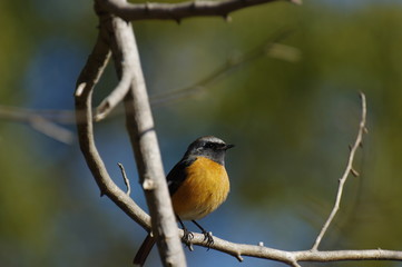 ジョウビタキ　♂