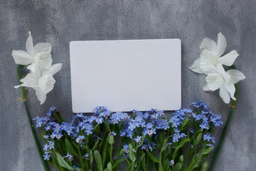Spring season. Spring to-do list.Spring Flower Mockup.Forget-me-nots flowers and white daffodils with white blank board on gray background. Spring mood.top view, copy space.	