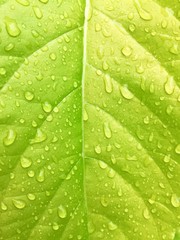 green leaf with water drops