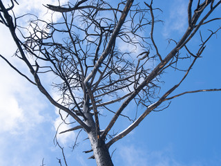 Burned tree against cloudy sky