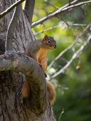 Red Squirrel Perched on a Tree Limb