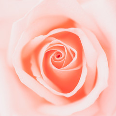 Plakat Valentine love heart coral fresh pink rose