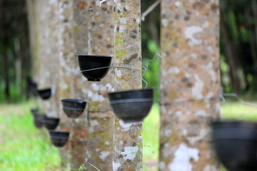 row of rubber tree with tapping latex