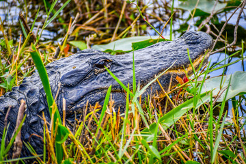 A large American Alligator in Miami, Florida