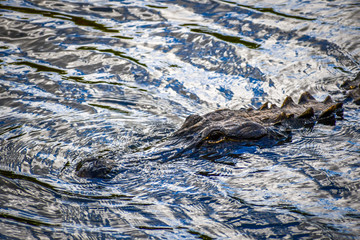 A large American Alligator in Miami, Florida