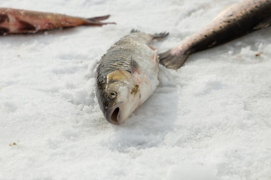 Fish on a frozen lake