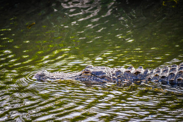 A large American Alligator in Miami, Florida