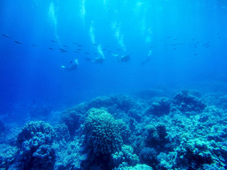 Fototapeta na wymiar group of divers swimming under water
