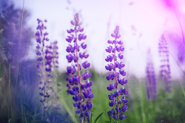 beautiful blue and violet lupines  in rural field at  sunrise (sunset). natural floral background