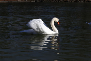 swimming proud swan