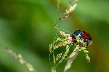 Bugs