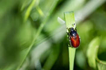 Bugs