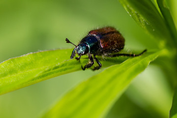 Bugs