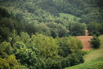 Forest and fields on the hill