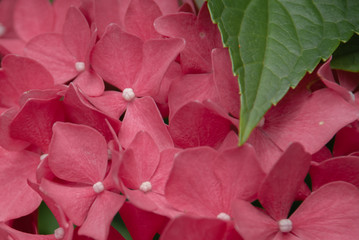 Pink hydrangea in bloom