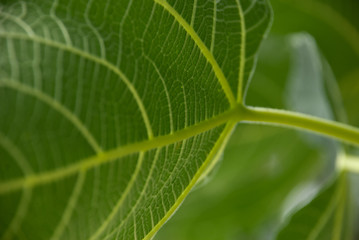 Detail of a fig leaf