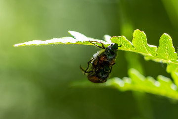 Fototapeta premium Bugs