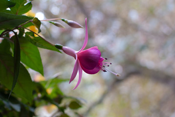 Close-up of Fuchsia flower