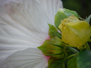 Hibiscus flower and hibiscus bud © Tilli