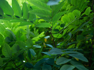 Fototapeta na wymiar Bush full of small green leaves