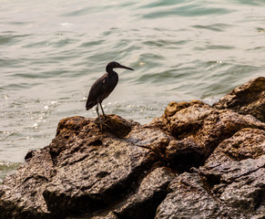 Sea birds on rocks and by the sea shore and the ocean.