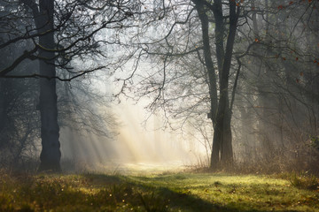 Magic mystical foggy forest with sunbeams in the morning