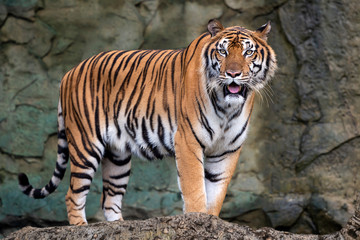 Naklejka na ściany i meble Portrait of tiger.