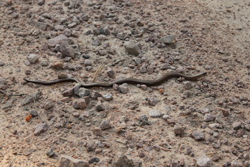 A copper snake on  the ground