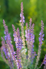 Wildflower sage closeup.