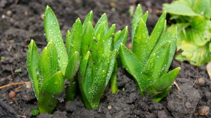 Forest flowers, after the rain