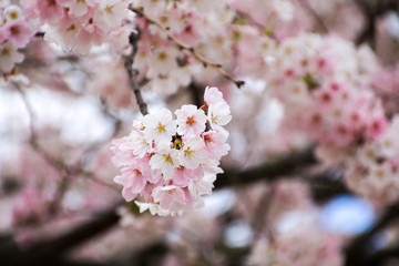 桜