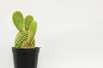 small cactus or succulent plants on white background with copy space.